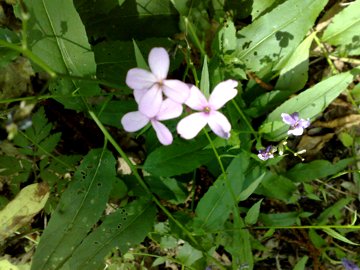 Hesperis matronalis